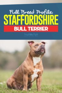 The Staffordshire Bull Terrier Breed Profile