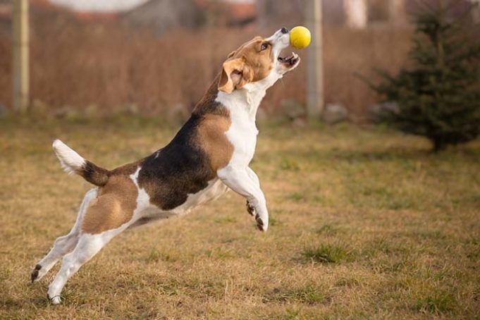 There’s a Reason Your Dog Loves His Ball