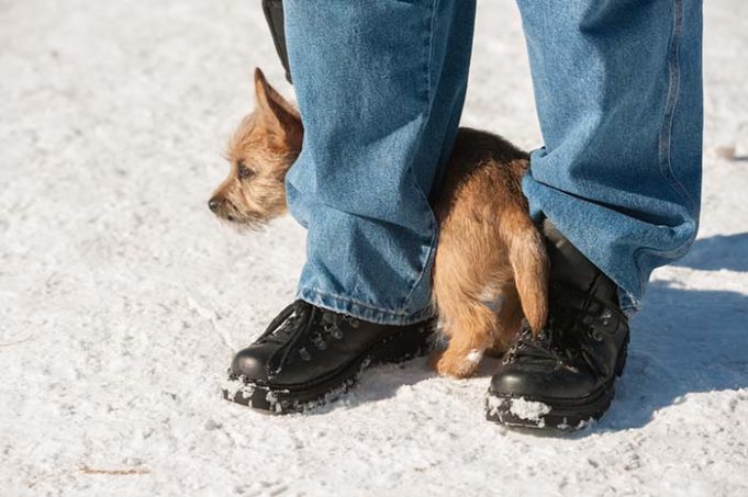 This Study Reveals Whether Your Dog Will Pick You Over A Stranger