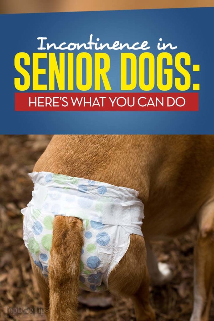 Tips on Incontinence in Senior Dogs