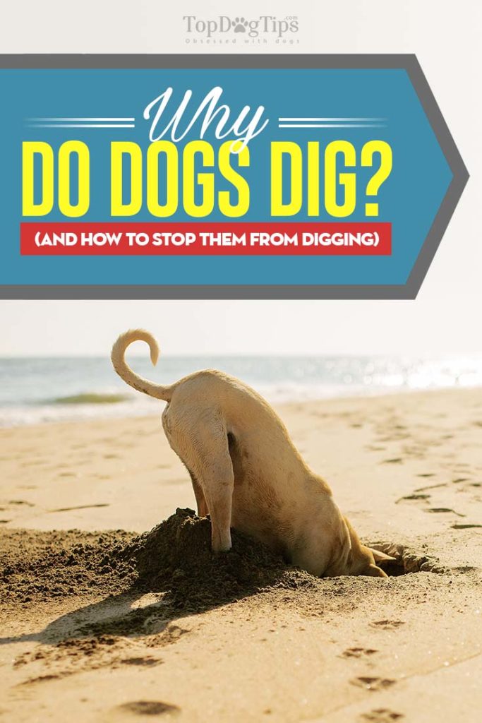 Tips on Why Do Dogs Dig and How to Stop Them