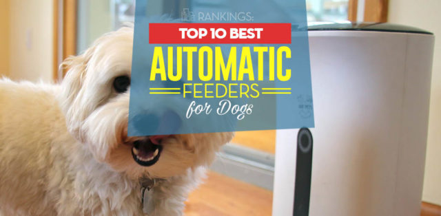 Top 10 Best Automatic Dog Feeder Choices of 2018