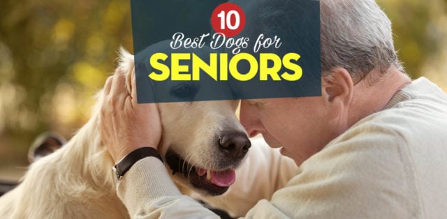 Top 10 Best Dogs for Seniors and How They Benefit the Elderly