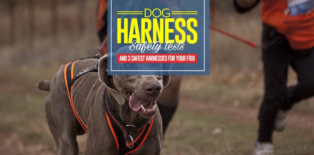 Top 3 Safest Dog Harness Choices for Car Travel