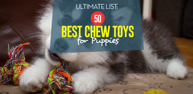 Top 50 Best Chew Toys for Puppies