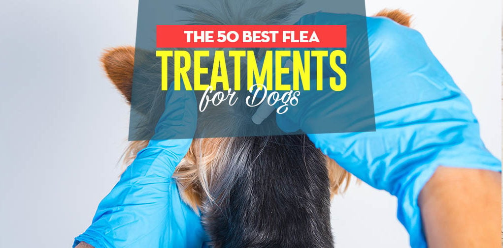 Top 50 Best Flea Treatment for Dogs