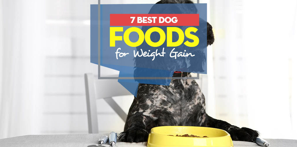 Top 7 Best Dog Foods for Weight Gain