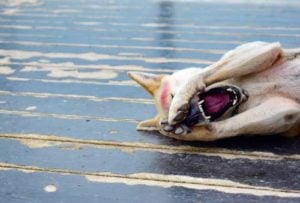 Unsocial and introverted dog has had enough conversations