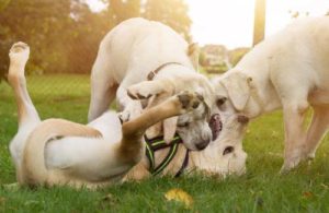 Very social dogs playing in the park