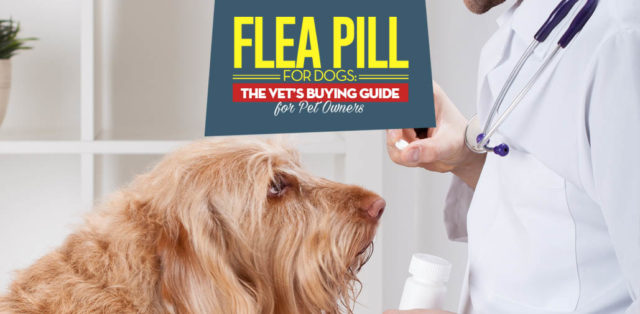 Vet Guide on Flea Pills for Dogs