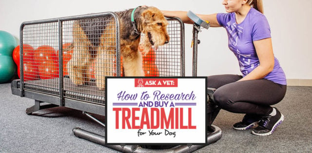 Veterinarian's Guide on Treadmill for Dogs