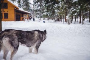 When tolerant wolves went into human camps it led the way to people using them for protection