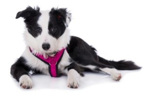 best dog harness for walking