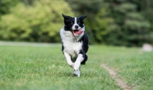 treadmill for dogs