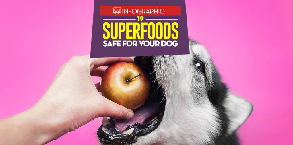 19 Superfoods for Dogs