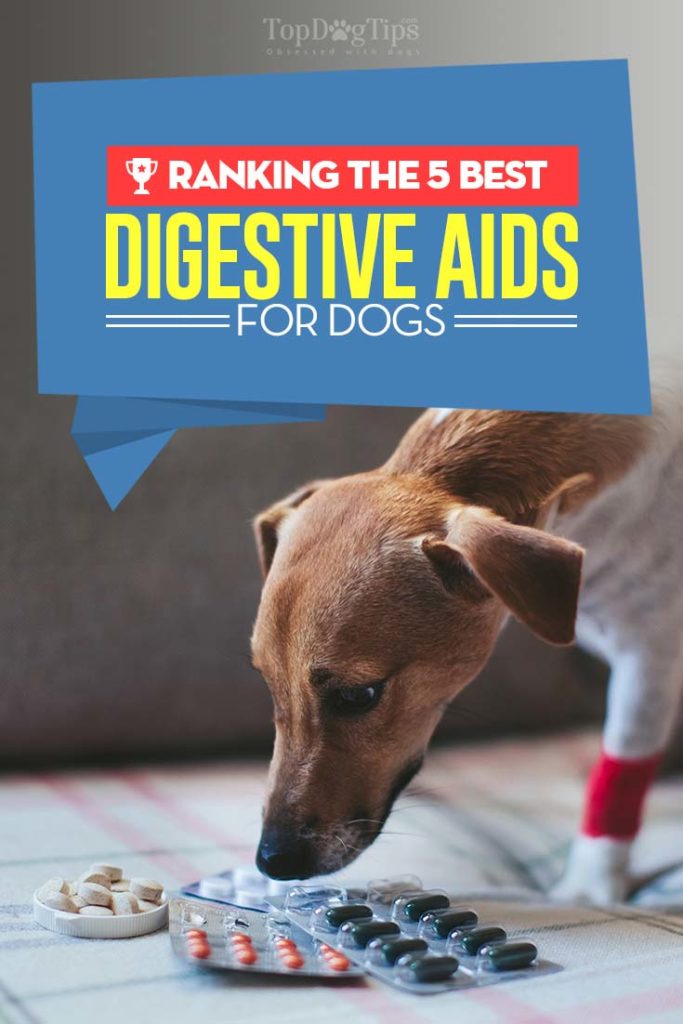 5 Top Rated Best Digestive Aids for Dogs