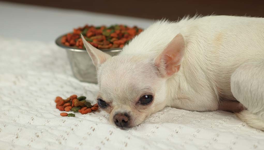 9 Tips on How to Feed Dogs with Sensitive Stomachs and Stomach Upset