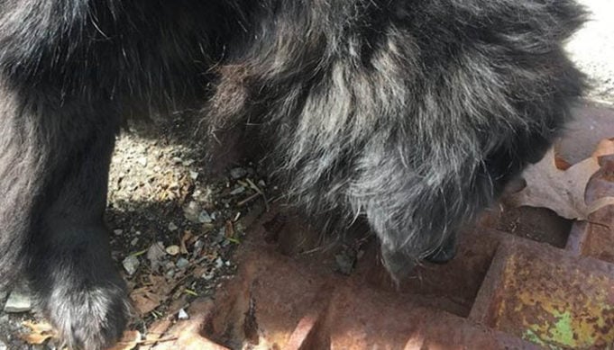 Hero Dog Saves Cat Stuck Inside A Storm Drain