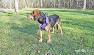 BAYDOG Harnesses, Leashes and Accessories for Dogs