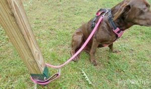 BAYDOG Harnesses, Leashes and Accessories for Dogs