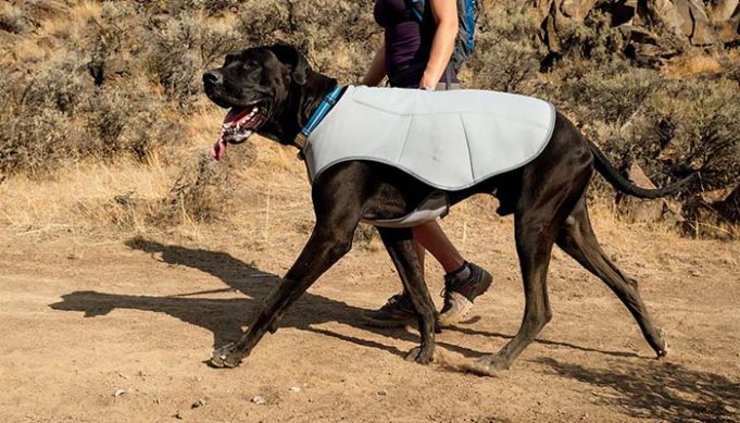 Best Cooling Vests for Dogs