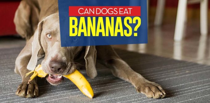 Can I give my dog bananas