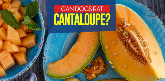 Can I give my dog cantaloupe