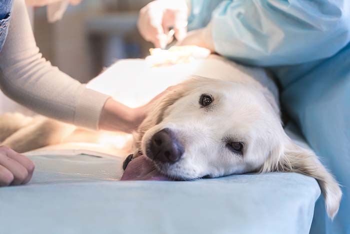 Cancer Vaccine for Dogs Set for Clinical Trial with High Hopes