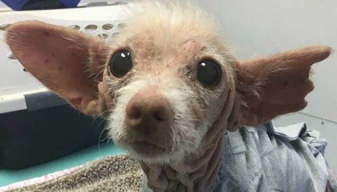 Cute Rescue Dog's Breed Remains A Mystery Because She Has No Hair