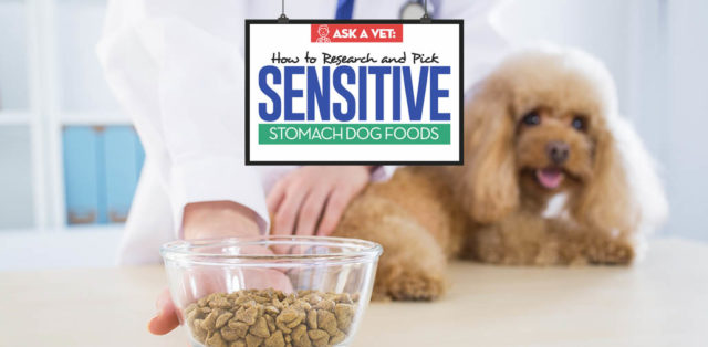 Dog Food for Sensitive Stomachs - Veterinarians Buying Guide for Pet Owners