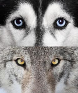 Dog vs Wolf Eyes