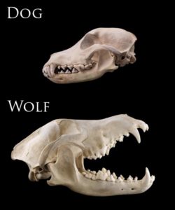 Dog vs Wolf Skull