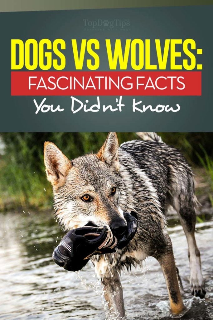 Dogs and Wolves and their 10 Key Differences