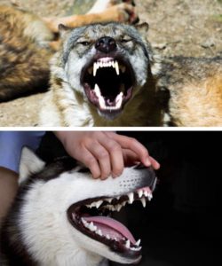 Dogs vs Wolves Teeth