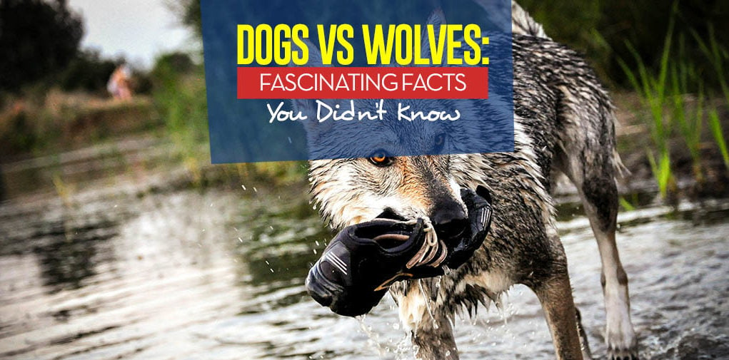 Dogs vs Wolves - The 10 Facts You Should Know about Dog's Closest Ancestor