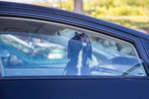 Don’t Leave Your Dog Alone in the Car