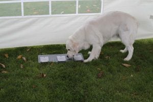 Golden retriever tries to solve the problem it is faced with