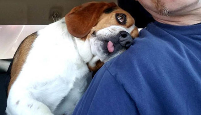 Grateful Dog Saved from Euthanasia Immediately Snuggles to New Owner During 'Freedom Ride'