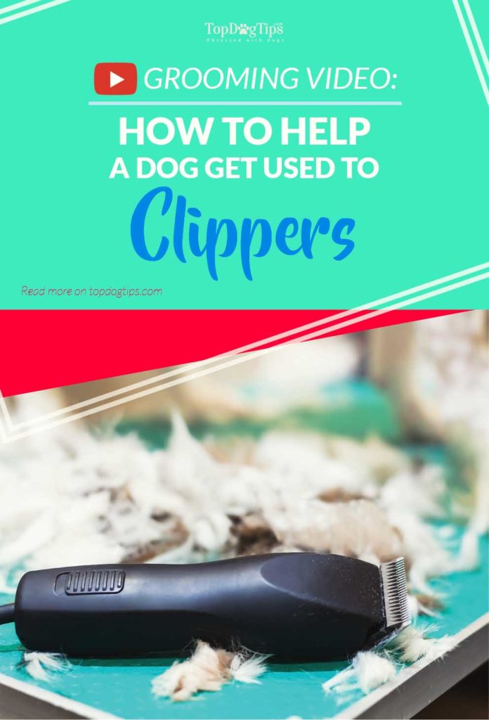 Guide on How To Help A Dog Get Used to Pet Clippers