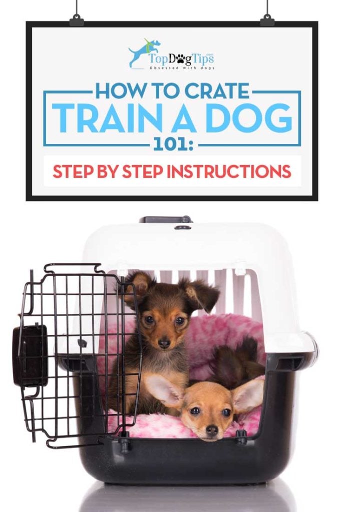 Guide on How to Crate Train Dogs