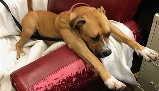 Homeless Dogs Get Comfortable After Request for Old Armchair Donations Go Viral