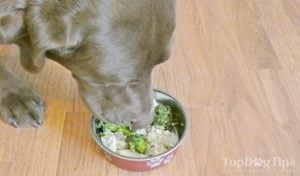 Homemade Dog Food for Cancer