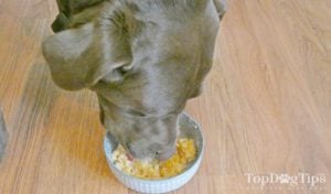 Homemade Dog Food for Upset Stomach Recipe