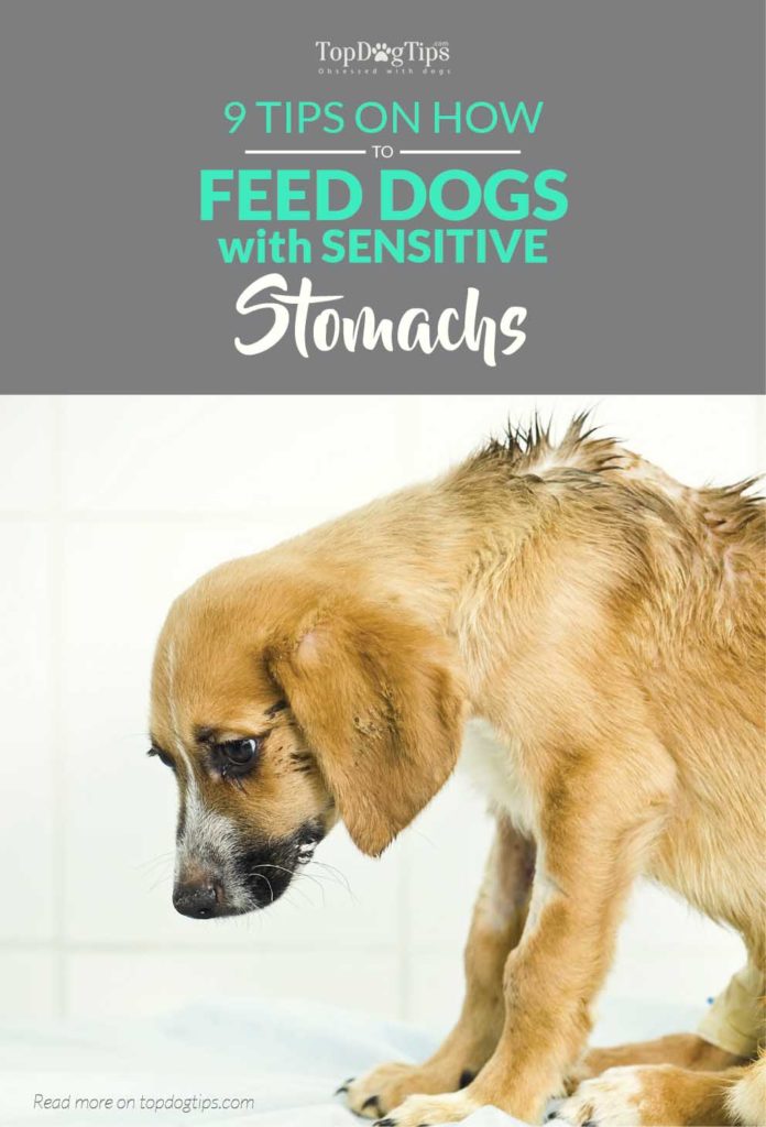 How to Feed a Dog with Sensitive Stomach