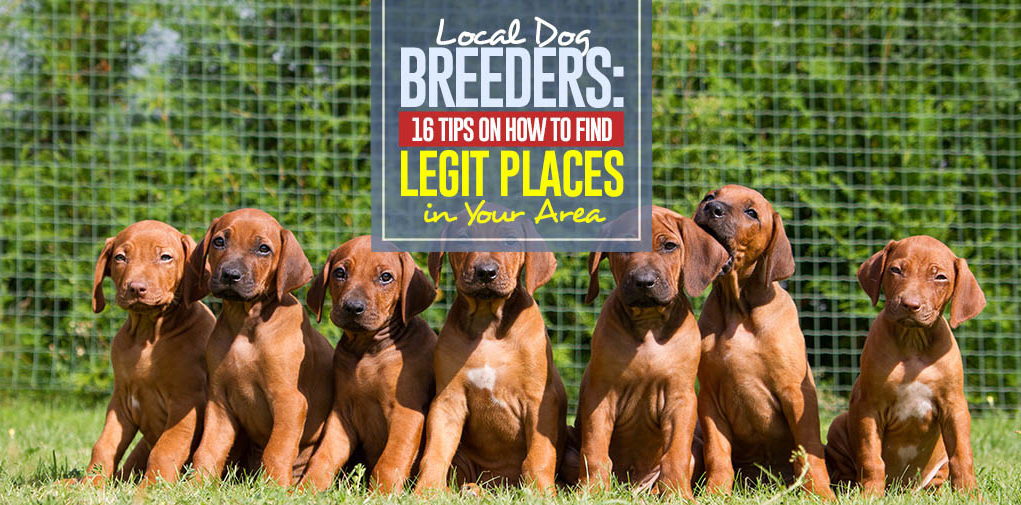 How to Find and Pick Local Dog Breeders in Your Area