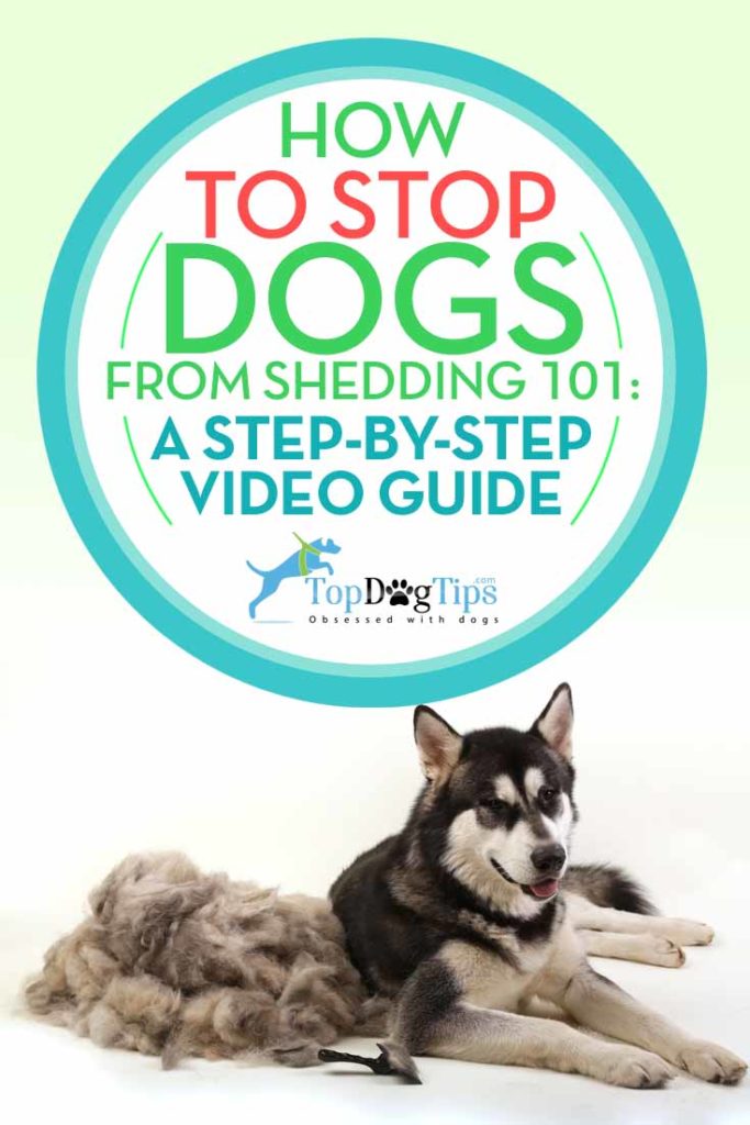 How to Stop Dogs from Shedding - A Step by Step Guide