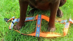 How to put on a step-in dog harness on your pet