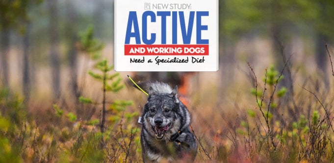 New Study Shows Your Active Dog Needs a Specialized Diet