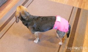 Pet Parents Washable Dog Diapers