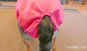 Pet Parents Washable Dog Diapers